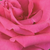 Różowy  - Róża wielkokwiatowa - Hybrid Tea - Lancôme